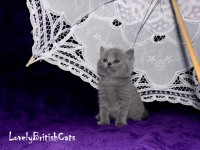 /album/lovely-british-cats/sam-5203-002-jpg/