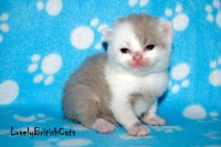 /album/lovely-british-cats/dsc-8395-001-jpg/