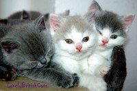 /album/lovely-british-cats/dsc-8328-001-jpg/