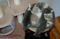 /album/lovely-british-cats/dsc-8351-001-jpg/