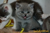 /album/lovely-british-cats/dsc-8433-001-jpg/