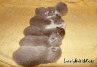 /album/lovely-british-cats/sam-5157-002-jpg/