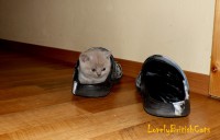 /album/lovely-british-cats/sam-4477-001-jpg/