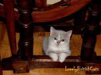 /album/lovely-british-cats/sam-4647-001-jpg/