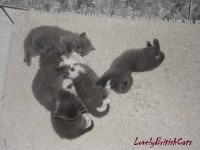 /album/lovely-british-cats/sam-2925-001-jpg/