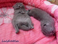 /album/lovely-british-cats/sam-0866-002-jpg/