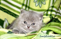 /album/lovely-british-cats/sam-1036-002-jpg/