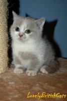 /album/lovely-british-cats/dsc-2912-002-jpg/