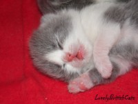 /album/lovely-british-cats/sam-2504-001-jpg/