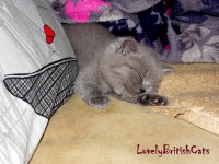 /album/lovely-british-cats/sam-4208-001-jpg/