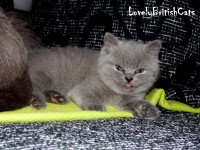 /album/lovely-british-cats/sam-4298-001-jpg/