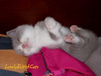 /album/lovely-british-cats/sam-5531-001-jpg/