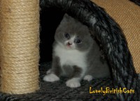 /album/lovely-british-cats/dsc-0811-001-jpg/