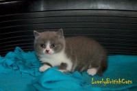 /album/lovely-british-cats/dsc-0818-001-jpg/