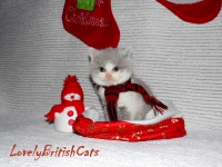 /album/lovely-british-cats/kocur2-001-jpg/