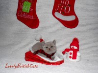 /album/lovely-british-cats/kocur1-001-jpg/