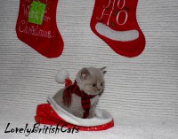 /album/lovely-british-cats/kocur1-001-jpg1/