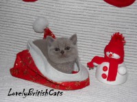 /album/lovely-british-cats/macka1-001-jpg/