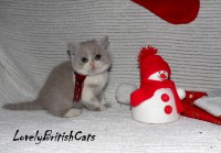 /album/lovely-british-cats/macka2-001-jpg/