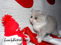 /album/lovely-british-cats/macka2-001-jpg1/