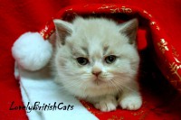 /album/lovely-british-cats/macka3-001-jpg/