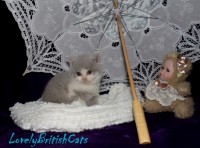 /album/lovely-british-cats/kocur2-001-jpg1/